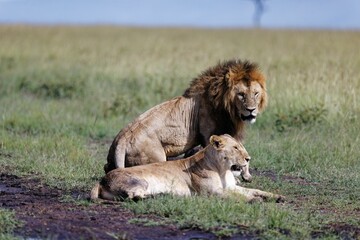 Naklejka premium Male lion getting up after resting while a lioness is still resting in the Masai Mara in Kenya