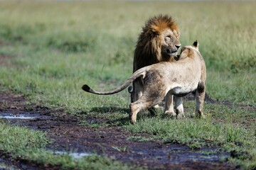 Lioness flirting with a male lion in the Masai Mara in Kenya