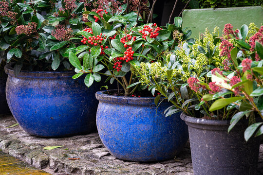 Beautiful decorative plants in the flowerpots. Red gaultheria, wintergreen berries