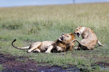 Closeup shot of a male and female lion growling at each other on a grass field