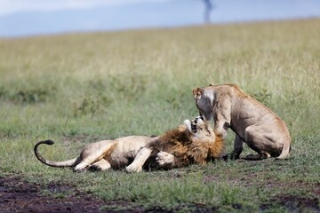 Closeup shot of a male and female lion growling at each other on a grass field