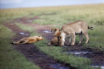 Closeup shot of a female lion drinking water from a puddle and other lions in the background