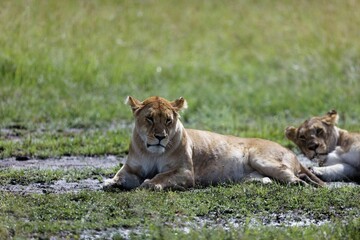 Closeup shot of a female lion sitting on a grass field under the sunlight