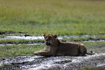 Closeup shot of a female lion sitting on a grass field under the sunlight