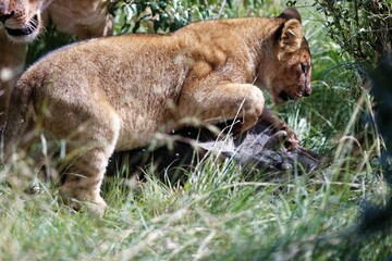 Naklejka premium Lion cub trying to figure out how to best start to eat from the kill in the bushes in the Masai Mara
