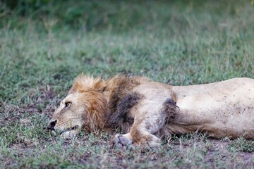 Male lion (Panthera leo) resting on a grass plain during the day in the Masai Mara, Kenya