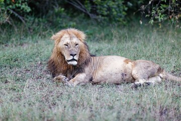 Male lion lying on grassland