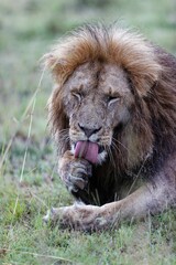Male lion licking paw