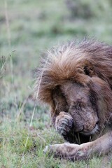 Male lion lying on grassland