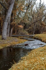 Vertical shot of a flowing river surrounded by beautiful yellow autumn trees in a forest