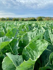 Naklejka premium Vertical closeup of leaves of wild cabbage (Brassica oleracea) in a field