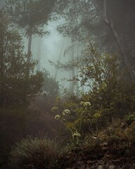 Beautiful view of the forest on a foggy day