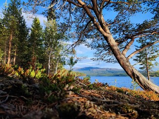 the view from the shore in a forest by the water