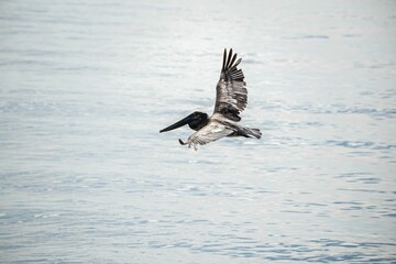 Fototapeta na wymiar Scenic view of a Galapagos Brown Pelican found flying above the water
