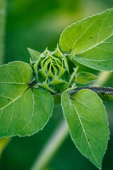 Vertical shot of blooming sunflower bud and vibrant leaves against a blurred background