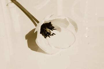 tulip art card, tulip alone on a white background