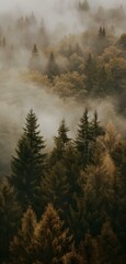 a foggy valley surrounded by trees and a hillside in the distance