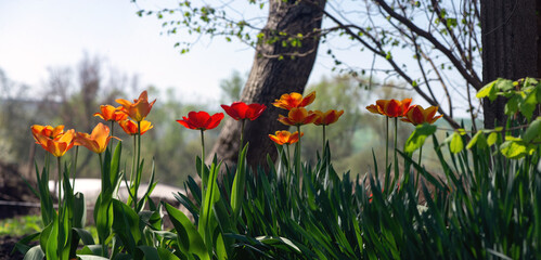 Forest tulips.Orange color in the forest. Bright tulips.Panorama of a flower garden in the forest.