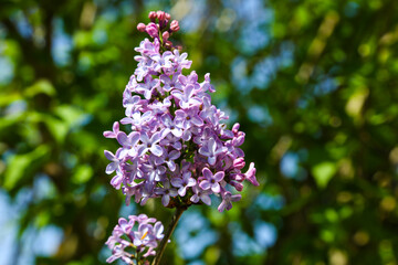 Obraz premium purple lilacs in the garden, gardening