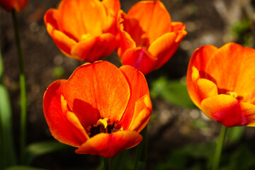 orange tulip in the garden