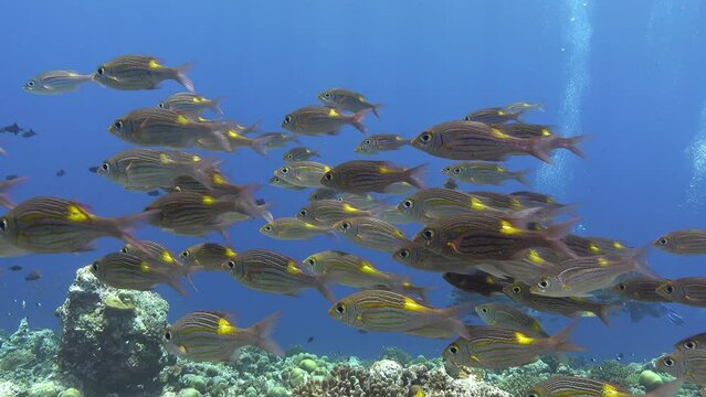 Tropical fish shoal in clean bluel water