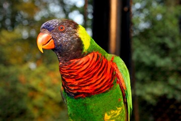 Closeup of a colorful parrot