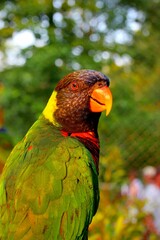 Closeup of a colorful parrot