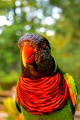 Closeup of a colorful parrot