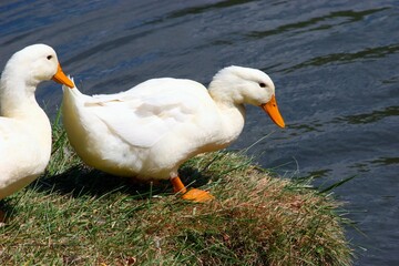 Closeup of geese on the edge of the water