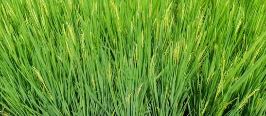 Rice plants are paddy fields