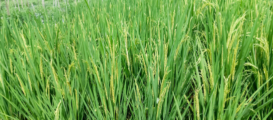 Rice plants are paddy fields