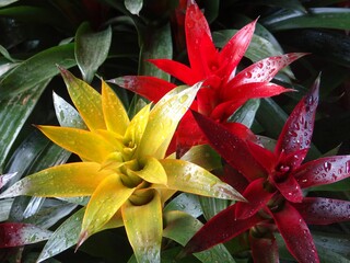 Closeup top view of colorful Guzmania plants with waterdrops on the leaves