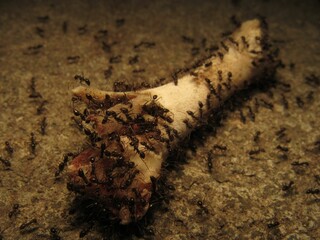 Closeup of ants feeding on a bone on the ground