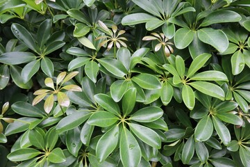 Closeup shot of the green Schefflera plant in the garden