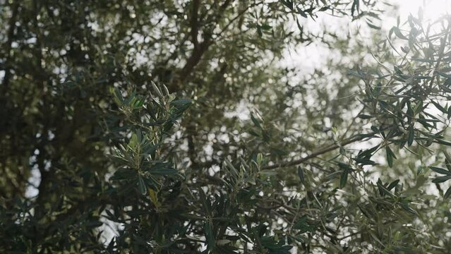 Slow motion closeup shot of green olives leaves in spring