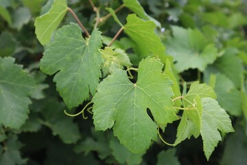 Closeup of leaves of a grapevine in a vineyard against blurred background