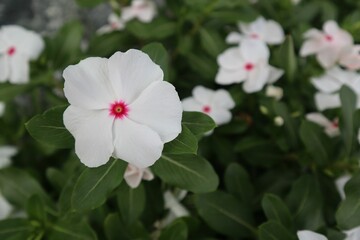 Fototapeta premium Closeup shot of the small white flower