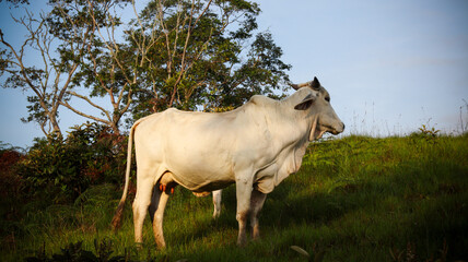 Rural white bull grazing on a green hill