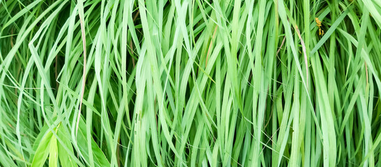 Home decorative plants, taken at close range