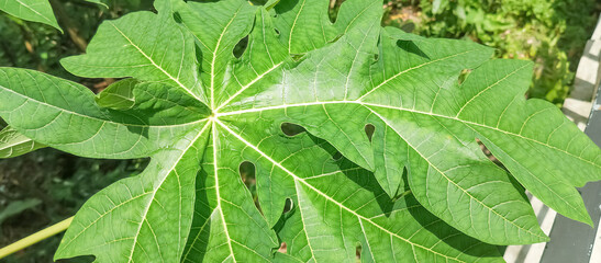 Home decorative plants, taken at close range