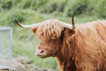 Closeup shot of a highland cattle's head with a blurred background of a green field