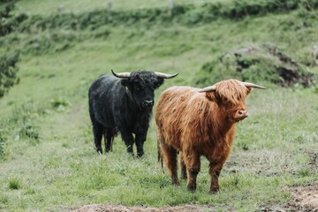 Closeup shot of a black and a brown highland cattle in a green meadow