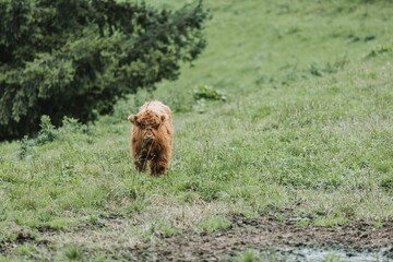 Closeup shot of a small brown highland cattle in a green field