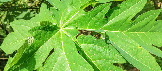 Home decorative plants, taken at close range