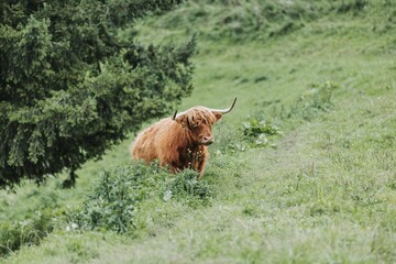 View of beautiful Highland cattle in a field with fresh grass