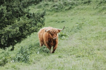 View of beautiful Highland cattle in a field with fresh grass