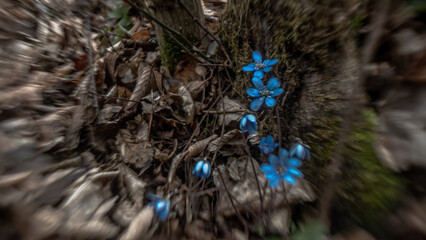 Hepatica nobilis-hepatitis blue spring flowers in macro photography with blur and bokeh effect.