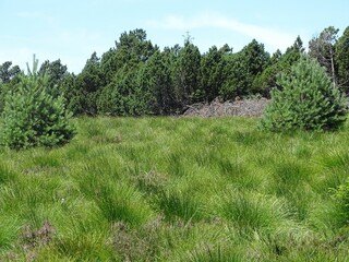 Scenic nature landscape of green field and fir trees