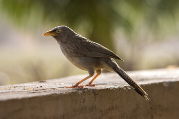 Selective focus shot of common blackbird (Turdus merula)