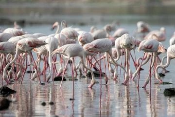 Gardinen Flock of light pink white tropical flamingoes wading in a lake © Wirestock